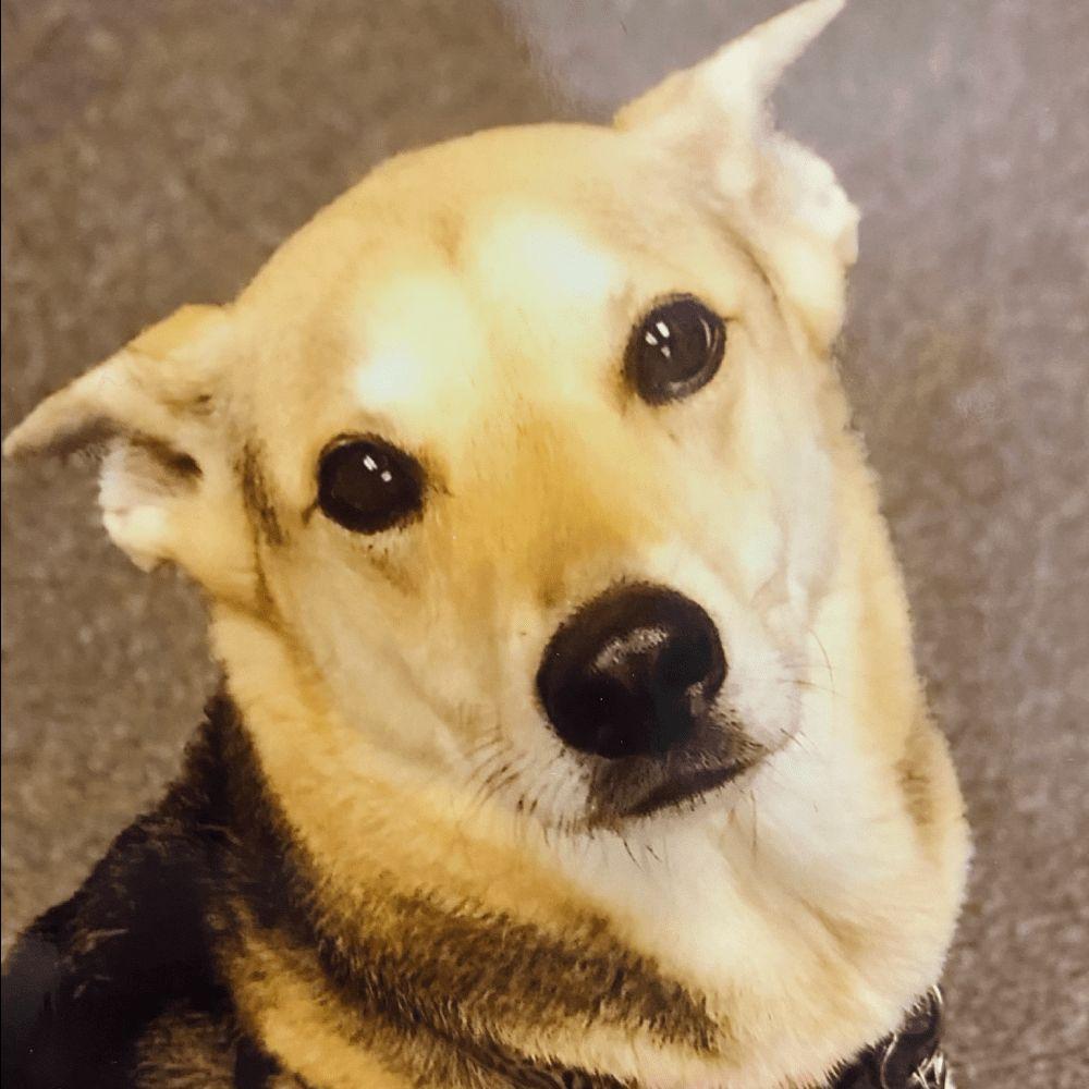 Photo of a dog